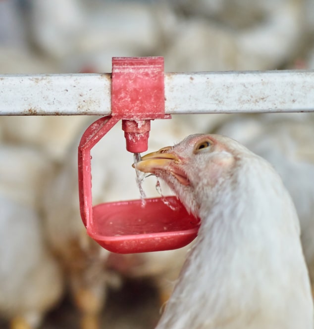 Chicken drinking water