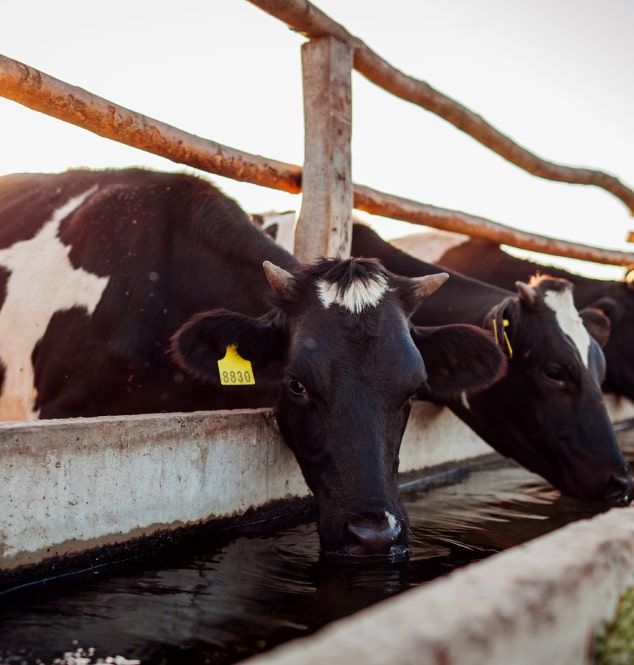 Cows drinking water